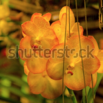 Shutterstock_Orchids1