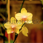 Shutterstock_Orchids2