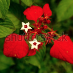 Shutterstock_Flower1